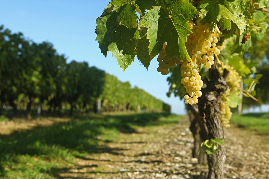 Pépinière plants de vigne de cuve en Charente