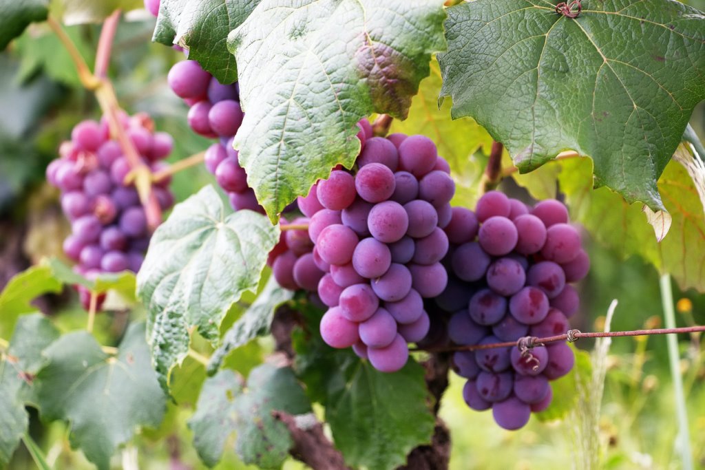 Pépinière plants de vigne de table en Charente Maritime